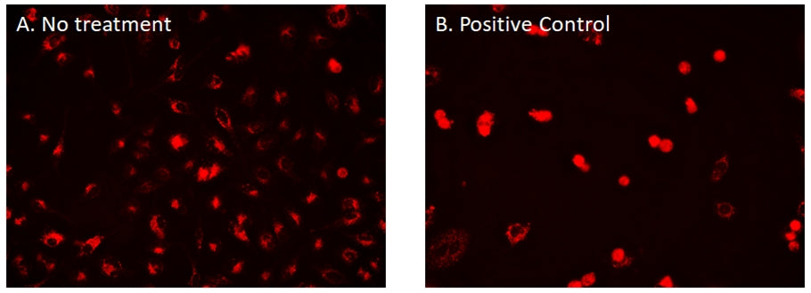 Cell Navigator® CDy6 Mitosis Imaging Kit - AAT Bioquest