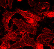 CellPaint™ TSP membrane stain - AAT Bioquest