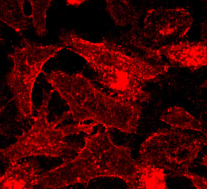 CellPaint™ TSP membrane stain - AAT Bioquest