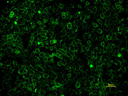 Concanavalin A, XFD488 Labeled - AAT Bioquest