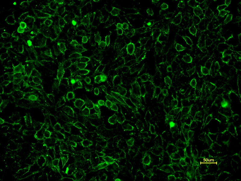 Concanavalin A, XFD488 Labeled - AAT Bioquest