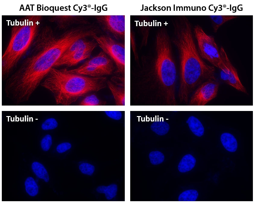 Cy3® goat anti-mouse IgG (H+L) *Cross Adsorbed* - AAT Bioquest