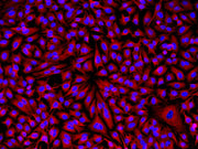 Cy3® goat anti-rabbit IgG (H+L) *Cross Adsorbed* - AAT Bioquest