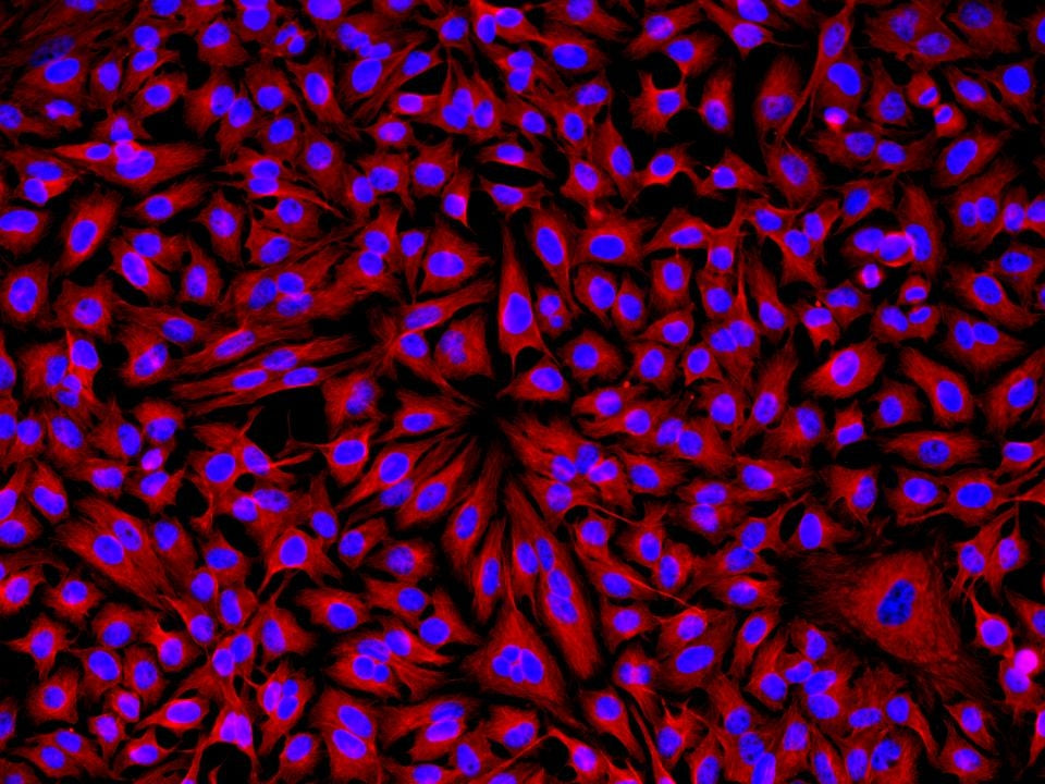 Cy3® goat anti-rabbit IgG (H+L) *Cross Adsorbed* - AAT Bioquest