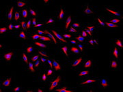 Cy3®-streptavidin conjugate - AAT Bioquest