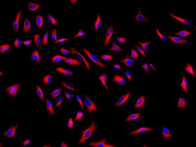 Cy3®-streptavidin conjugate - AAT Bioquest