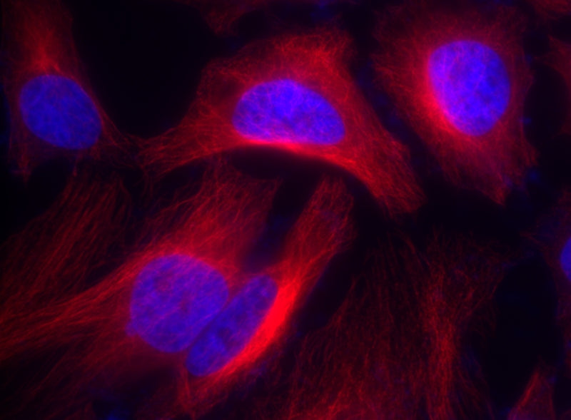 Cy5® goat anti-rabbit IgG (H+L) - AAT Bioquest