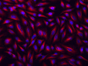 Cy5®-streptavidin conjugate - AAT Bioquest