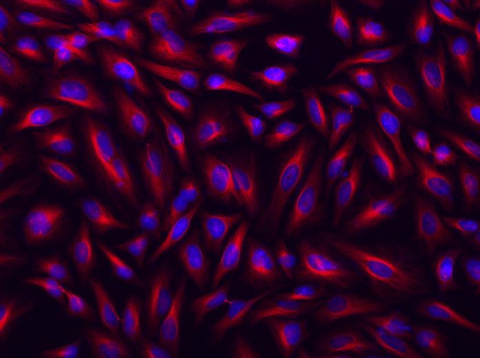 Cy5®-streptavidin conjugate - AAT Bioquest