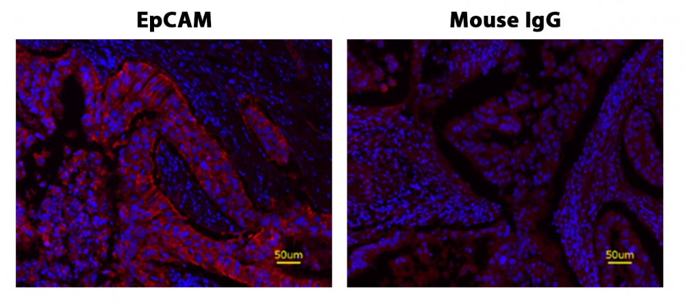 Cy7 Styramide *Superior Replacement for Cy7 tyramide* - AAT Bioquest