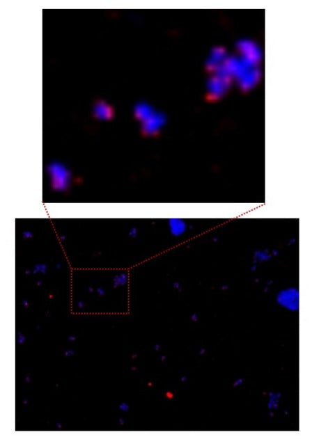 Cyanine-5- dUTP [Cy5-dUTP]  *1 mM in TE Buffer (pH 7.5)* - AAT Bioquest