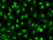 CYTO-13 *5 mM DMSO solution* - AAT Bioquest