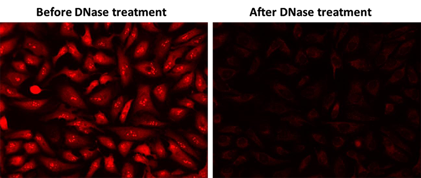 CytoALL™ DNA Red 600 - AAT Bioquest