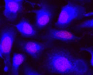 CytoCalcein™ Violet 450 *Excited at 405 nm* - AAT Bioquest