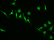 CytoCalcein™ Violet 500 *Excited at 405 nm* - AAT Bioquest