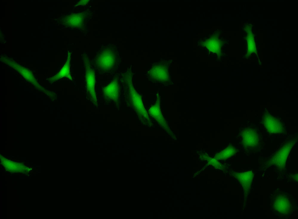 CytoCalcein™ Violet 500 *Excited at 405 nm* - AAT Bioquest