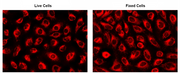 CytoFix™ Red Mitochondrial Stain - AAT Bioquest