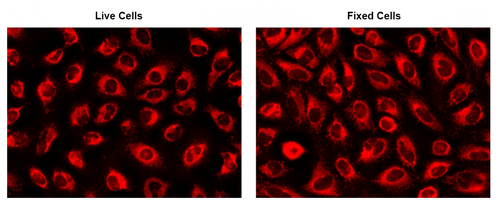 CytoFix™ Red Mitochondrial Stain - AAT Bioquest