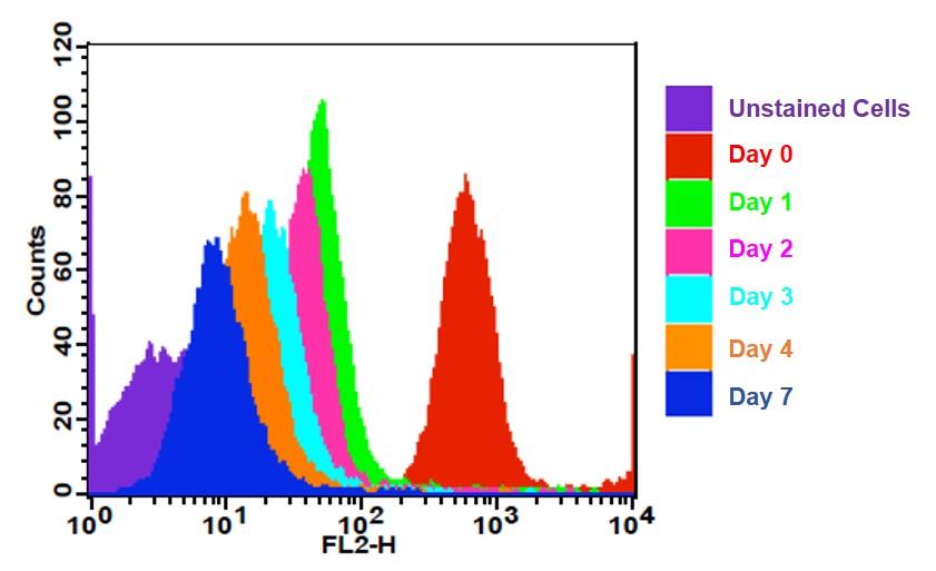 CytoTell® Orange - AAT Bioquest