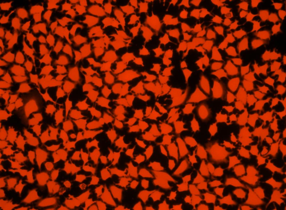 CytoTrace™ Red CFDA - AAT Bioquest