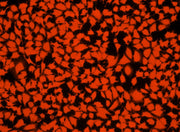 CytoTrace™ Red CFDA - AAT Bioquest