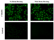 CytoWatch™ Endogenous Biotin Blocking Kit - AAT Bioquest