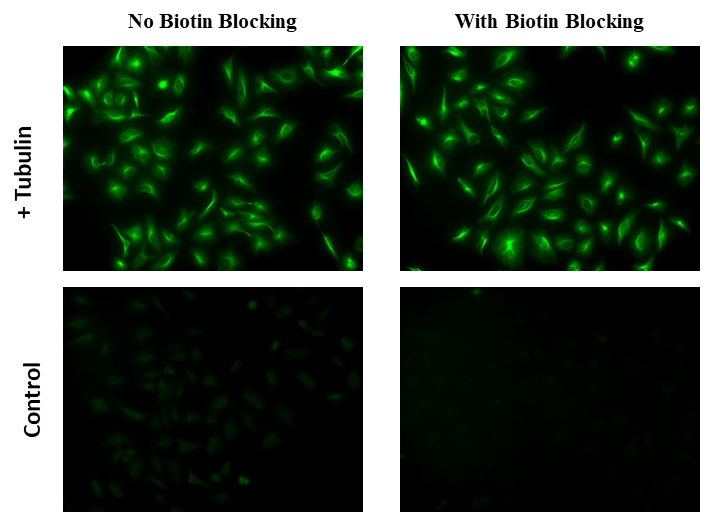 CytoWatch™ Endogenous Biotin Blocking Kit - AAT Bioquest