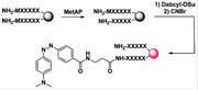 DABCYL succinimidyl ester [4-((4-(Dimethylamino)phenyl)azo)benzoic acid, succinimidyl ester] *CAS 146998-31-4* - AAT Bioquest