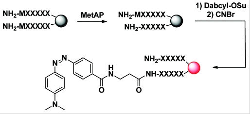 DABCYL succinimidyl ester [4-((4-(Dimethylamino)phenyl)azo)benzoic acid, succinimidyl ester] *CAS 146998-31-4* - AAT Bioquest