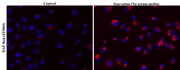 DAP Red - AAT Bioquest