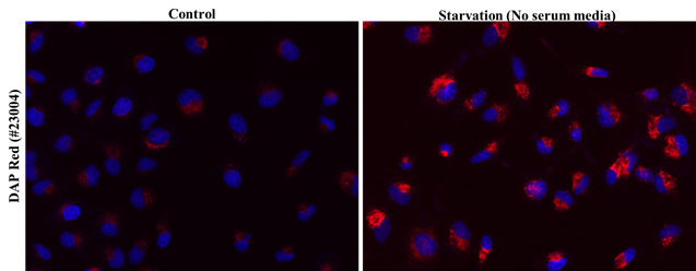 DAP Red - AAT Bioquest