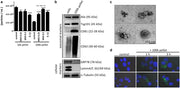 DAPI [4,6-Diamidino-2-phenylindole, dihydrochloride] *10 mM solution in water* - AAT Bioquest