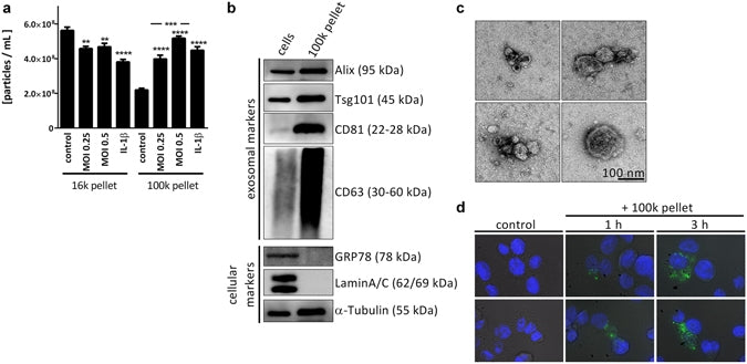 DAPI [4,6-Diamidino-2-phenylindole, dihydrochloride] *10 mM solution in water* - AAT Bioquest