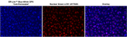ER-Lite™ Blue-White DPX *Cell-Permeable* - AAT Bioquest