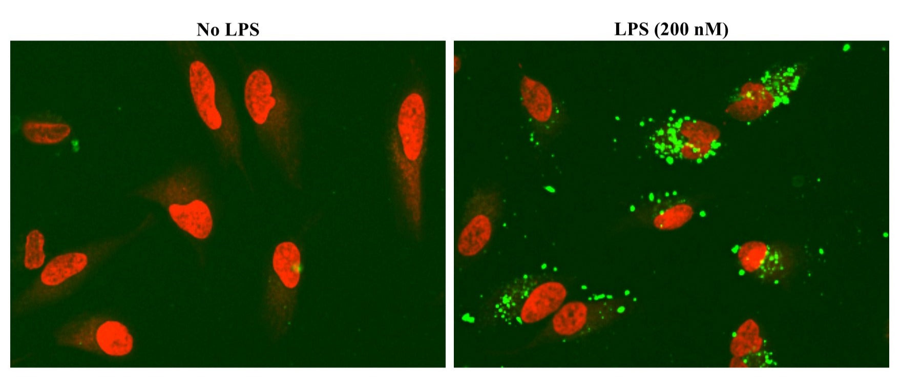 FAM-beta-Amyloid (1-42) [beta-Amyloid (1-42), 5-FAM-Labeled] - AAT Bioquest