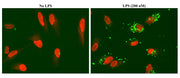 FAM-beta-Amyloid (1-42) [beta-Amyloid (1-42), 5-FAM-Labeled] - AAT Bioquest