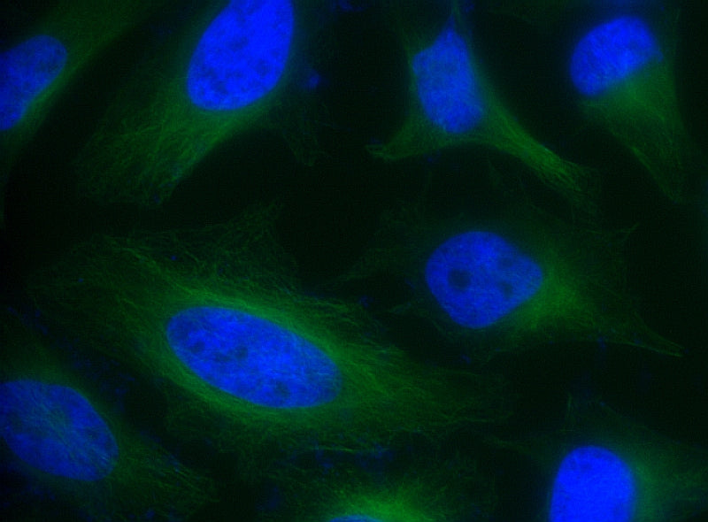 FITC goat anti-rabbit IgG (H+L) - AAT Bioquest