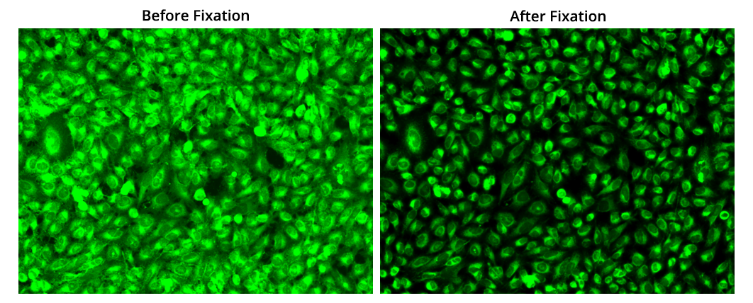 FITC-Palmitate Conjugate - AAT Bioquest