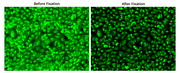 FITC-Palmitate Conjugate - AAT Bioquest