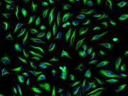 FITC-streptavidin conjugate - AAT Bioquest