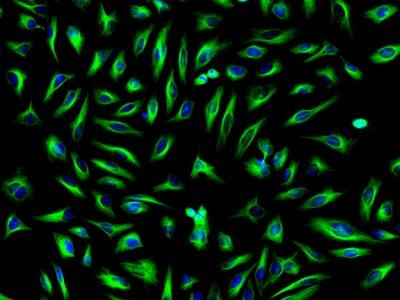 FITC-streptavidin conjugate - AAT Bioquest