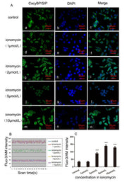 Fluo-3, AM *CAS 121714-22-5* - AAT Bioquest