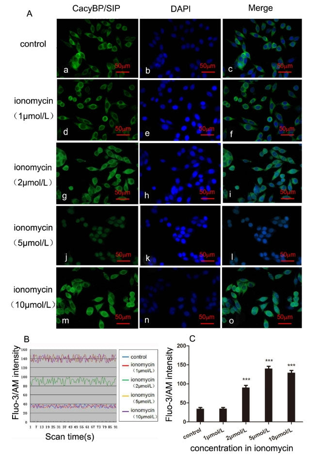 Fluo-3, AM *CAS 121714-22-5* - AAT Bioquest