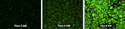 Fluo-8®, AM - AAT Bioquest
