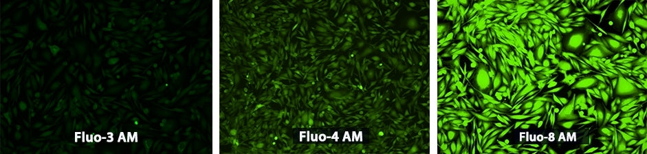 Fluo-8®, AM - AAT Bioquest