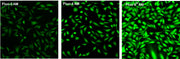 Fluo-8FF™, AM - AAT Bioquest