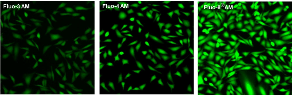 Fluo-8FF™, AM - AAT Bioquest