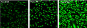Fluo-8H™, AM - AAT Bioquest