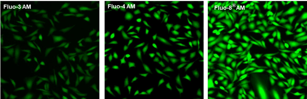 Fluo-8L™, AM - AAT Bioquest
