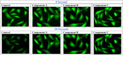 FluoroQuest™ Anti-fading Kit I *Optimized for Slide Imaging* - AAT Bioquest